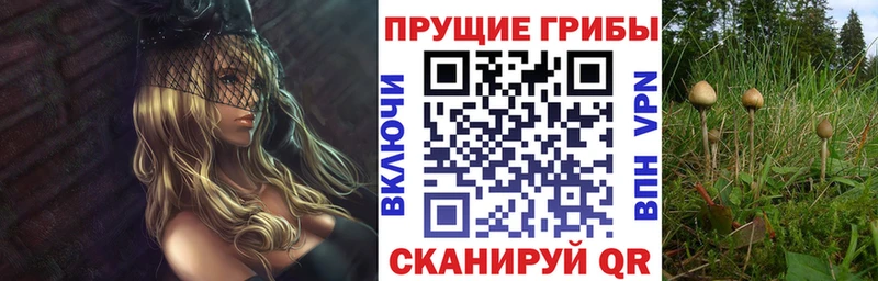 Галлюциногенные грибы Cubensis Каменка